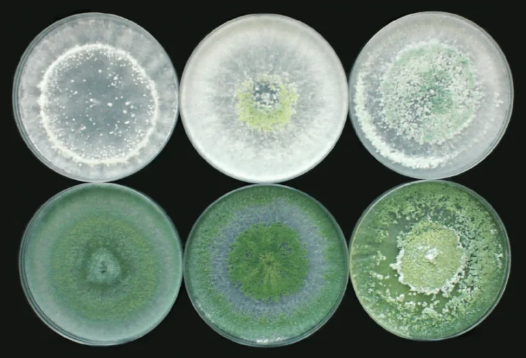 Trichoderma viride