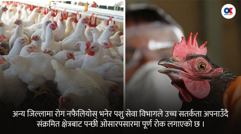 बर्डफ्लुले पोल्ट्री व्यवसाय संकटतिर, ६५ हजार कुखुरा नष्ट