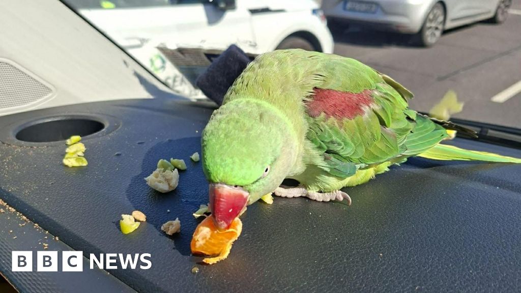 Parrot at Dublin Airport sparks search for its owner