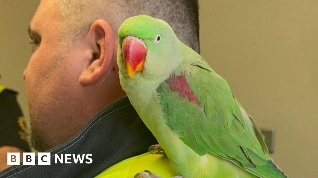 Troy the parrot home safe after Dublin Airport adventure