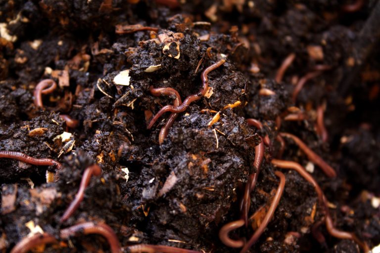 Top 10 Life-Changing Benefits of vermicompost for a Sustainable Future