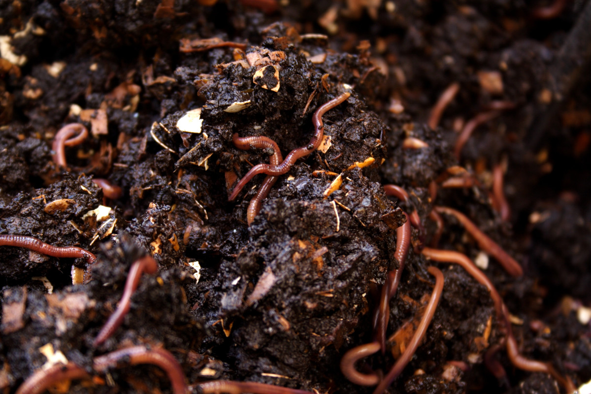 Top 10 Life-Changing Benefits of vermicompost for a Sustainable Future