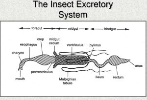 digestive system of insect