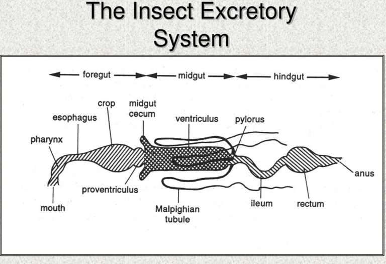 digestive system of insect