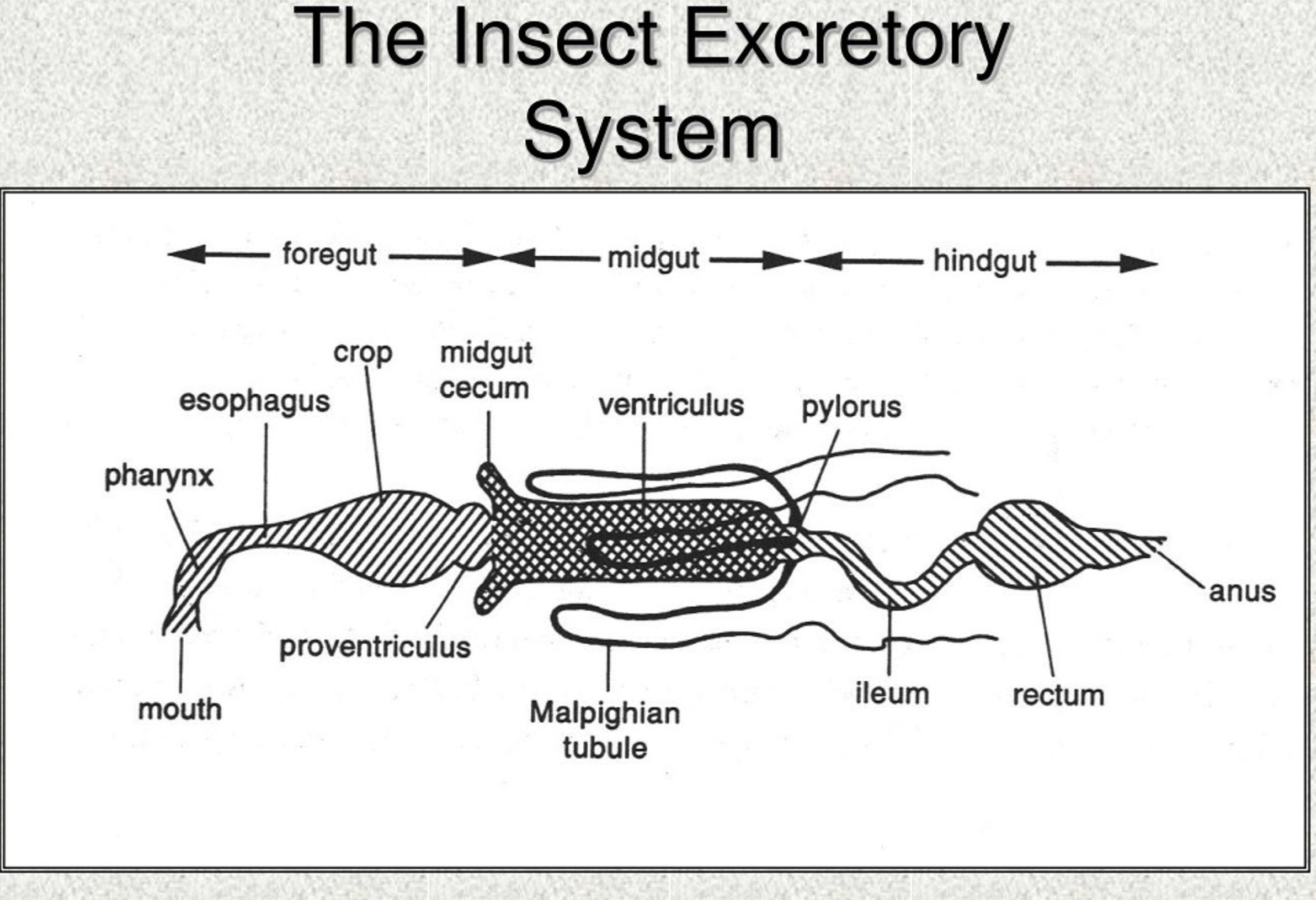 digestive system of insect