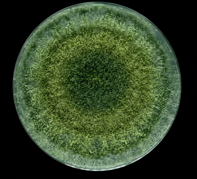 7 Powerful Ways Trichoderma Viride Can Transform Your Soil and Save Your Crops