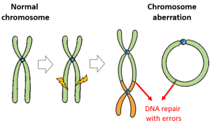 Chromosomal Aberrations