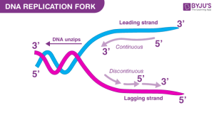 DNA Replication