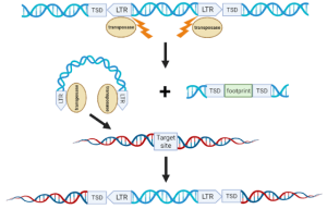 Transposons ( Transposable genetic element)