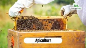 Apiculture