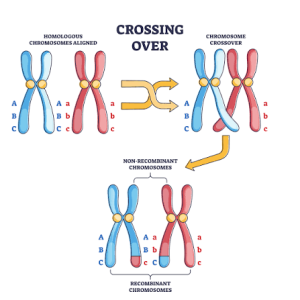 Crossing over , Linkage & Factors affecting it