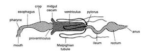Digestive System of Insect