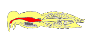 Excretory System of Insect