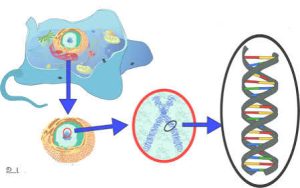 Cytoplasmic Inheritance