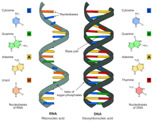 Nucleic acid