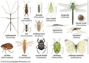 Definition & Position of insects