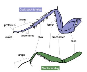 Insect Legs & their modification