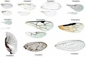 Insect Wings and their modification