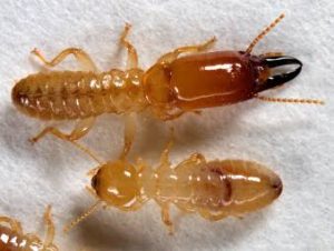 Isoptera Order