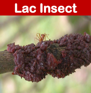 Lac Culture