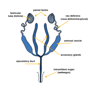 Male Reproductive System of Insect