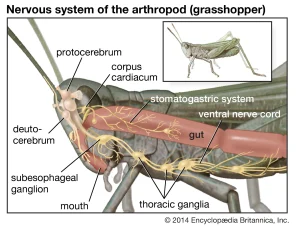 Nervous System