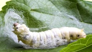 Sericulture