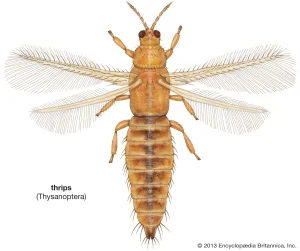 Thysanoptera